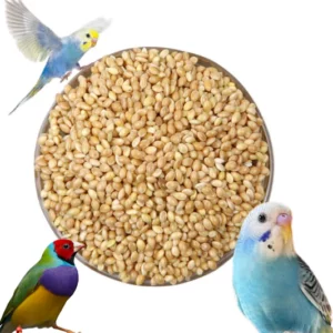 Aviary Mix